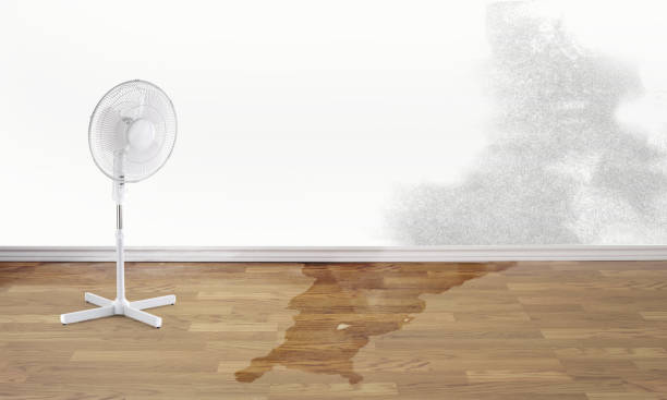 Best Carpet water damage restoration  in Spring Lake, MI